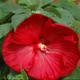 Hibiskus bagienny Luna Red (C2)