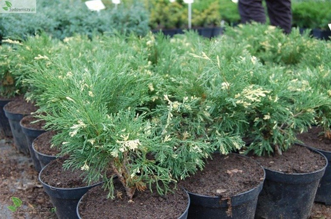 Jałowiec sabiński Variegata