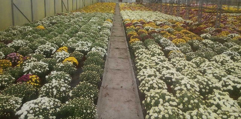 Chryzantema drobnokwiatowa Jasoda Dark Yellow sadzonki w doniczce P11