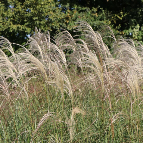 Miskant chiński Graziella (C2)