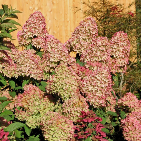 Hortensja bukietowa Magical Candle (C2)