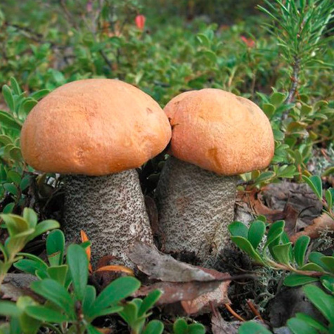 Grzybnia Koźlarz pomarańczowożółty Krawiec 10g