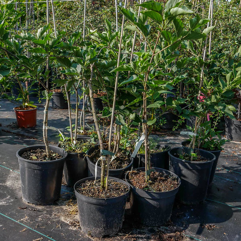 Lilak Bez Miss Kim szczepiony na pniu (C2)