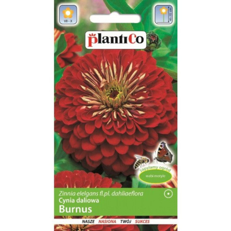 Cynia daliowa Burnus 1g