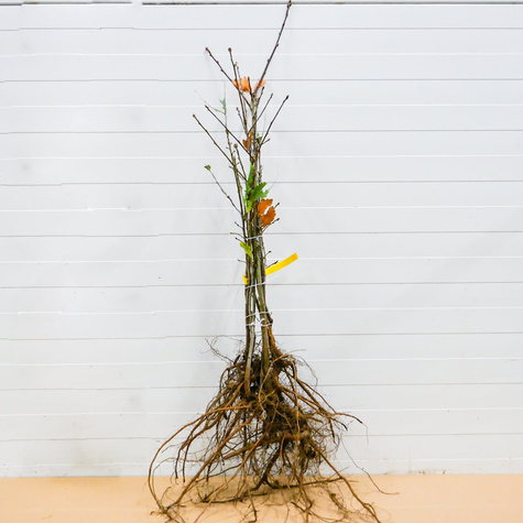 Dąb Bezszypułkowy Plant Pack