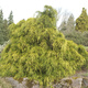 Cyprysik groszkowy Filifera Aurea (C2)