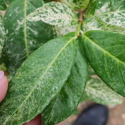 Laurowiśnia wschodnia Marbled White (P9)