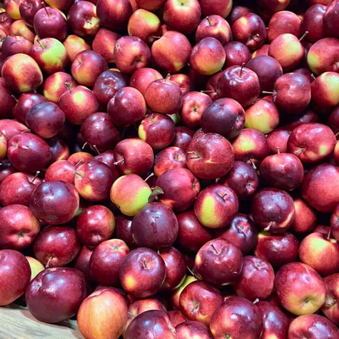 Jabłoń Empire Plant Pack