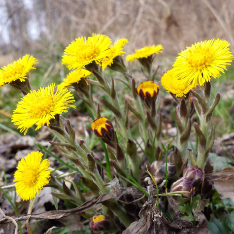 Podbiał pospolity (C2)