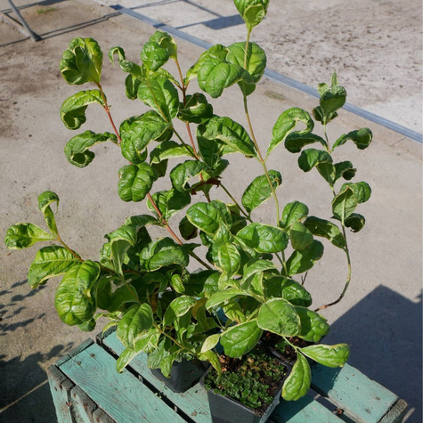 Krzewuszka cudowna Caricatura (P9)