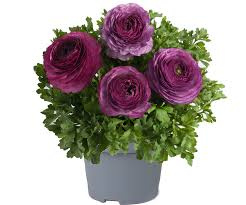 Jaskier Vortex F1 Mix