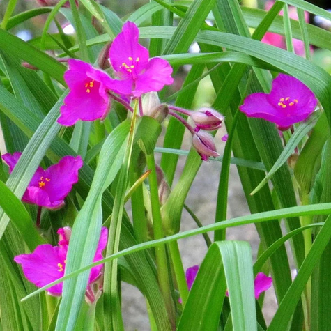 Trzykrotka wirginijska Rubra (C2)