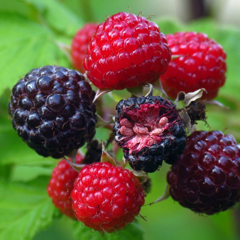 Malina czarna Plant Pack