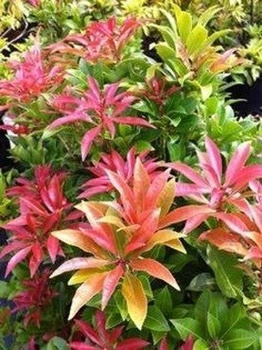 Pieris japoński (C2)