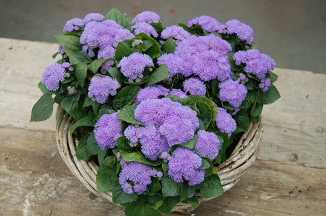 Żeniszek meksykański