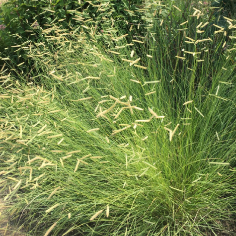 Butelua smukła trawa Grama (C2)