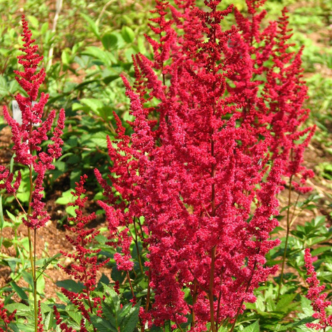 Tawułka Arendsa Spinell