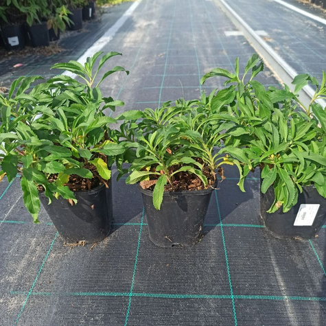 Przetacznik kłosowy różowy (C2)