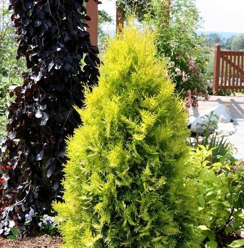 Thuja Tuja Żywotnik zachodni Yellow Ribon (P9)
