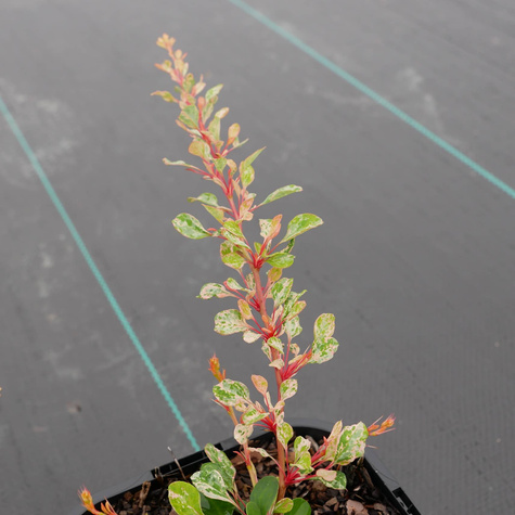 Berberys thunberga Natasha (C1.7)