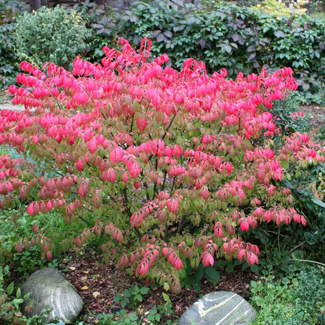 Trzmielina oskrzydlona Compactus (C2)