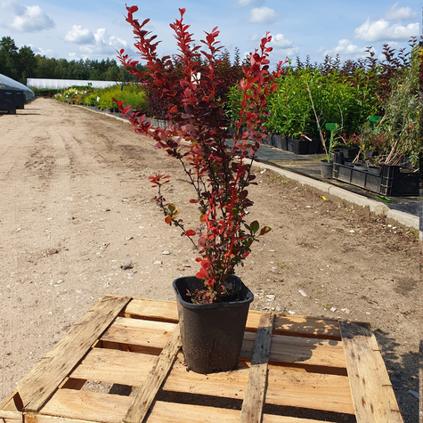 Berberys Thunberga Orange Pilar (C2)