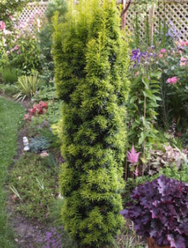 Cis pospolity Dawid (C2)