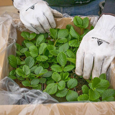 Truskawka poziomkowa chilijska Chaval (P9)