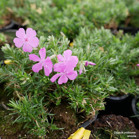 Płomyk szydlasty Floks McDaniel's Cushion