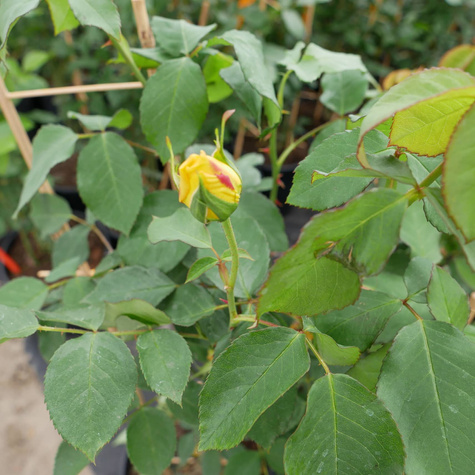 Róża PNĄCA żółto-czerwona