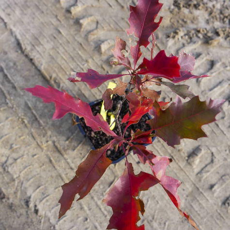 Dąb burgundzki frędzelkowy Wiatrochron (C2)