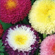 Aster chiński pomponowy mix Vilmorin 0,5g