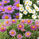 Zestaw Aster Alpejski – 6 sztuk w trzech kolorach