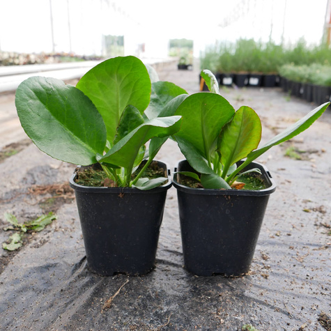 Bergenia sercowata Eroica (C2)