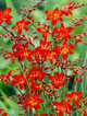 Krokosmia Cynobrówka Emberglow