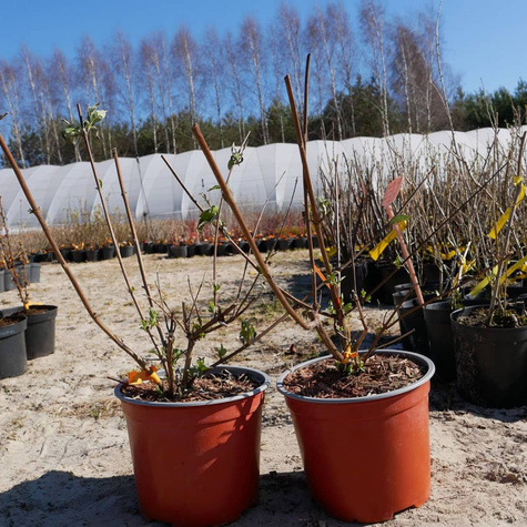 Budleja Dawida Ile de France (C2)