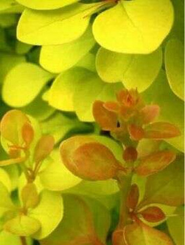 Berberys Thunberga Yellow Bird (C2)