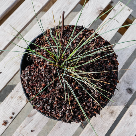 Kostrzewa popielata sina Festina (P9)