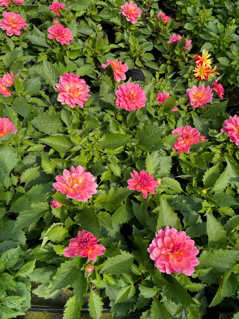 Dalia Lubega Power Tropical Punch