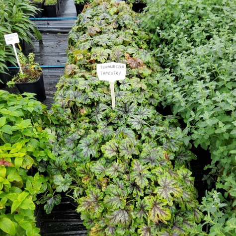 Żuraweczka ogrodowa Tapestry (C2)