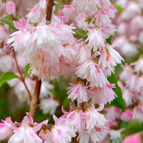 Żylistek szorstki Codsall Pink (C2)