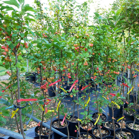 Jabłoń ozdobna Royal Red Szczepiona Na Pniu (C5)