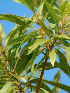 Katalpa Surmia szczepiona na pniu Hitalpa Drzewo Cygarowe (Pa 200)