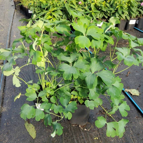 Orlik pospolity Nora Barlow (C2)