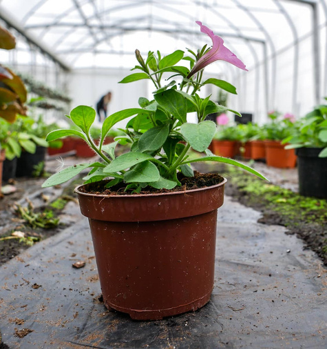 Surfinia Supertunia Mini Vista Violet Star samoczyszcząca