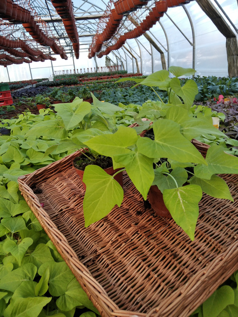 Wilec Impomea limonkowa Pnącze Wilec ziemniaczany Słodki ziemniak Ipomea