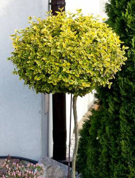 Trzmielina Fortune'a Emerald Gold Pienna