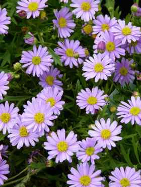 Czubatka ubiorkolistna mieszanka 0,2g