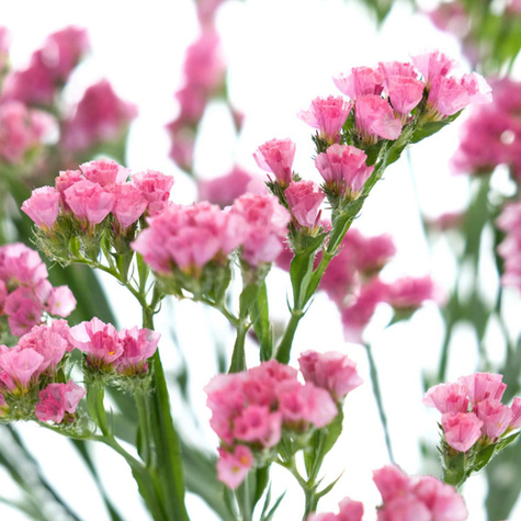 Zatrwian wrębny różowy 0,5g