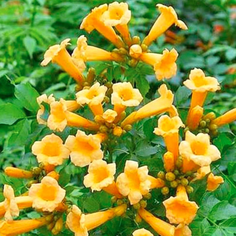 Milin amerykański Flava (C2)